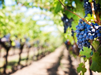 Vins de Bordeaux en biodynamie : Quand la nature guide notre vin.