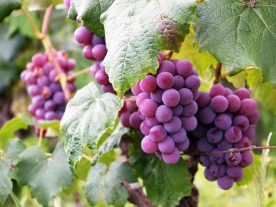 Explorez le Vignoble de Bordeaux : recommandations pour les passionnés