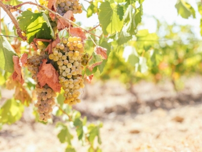 Le Vin d’Été : Préparez-vous pour la Saison Ensoleillée